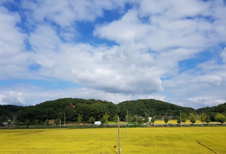 Rice field and skyの写真素材