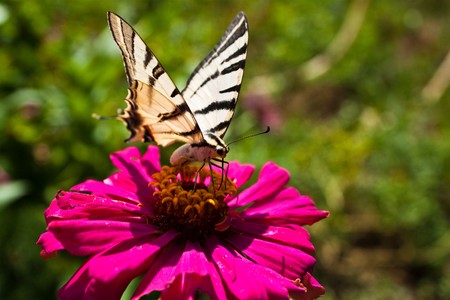 Monarch butterfly on pink flowerの写真素材