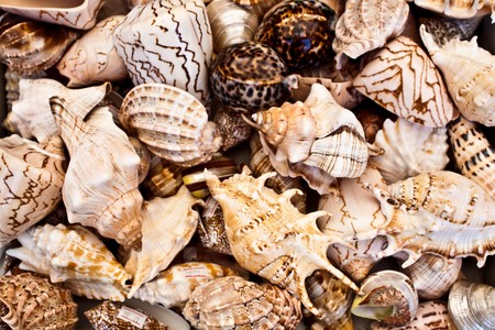 Seashells background