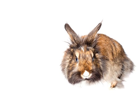 Happy Rabbit - symbol of the new year 2011の写真素材