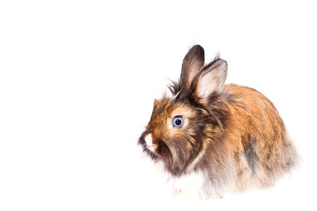 Happy Rabbit - symbol of the new year 2011の写真素材