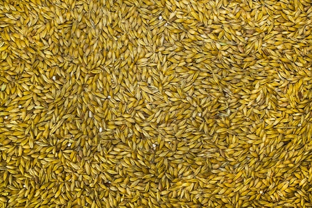 Barley seeds backgroundの写真素材