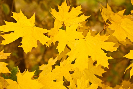 autumn leaves, very shallow focus