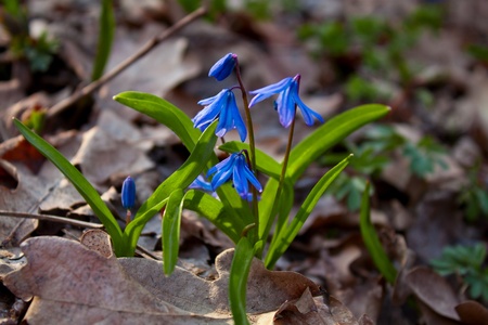 Beautiful blue snowdrops