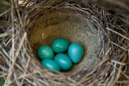 Five blue eggs in the nestの写真素材