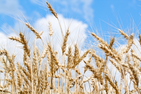 Gold wheat fieldの写真素材