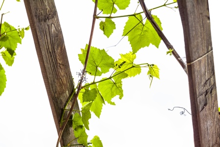 Grapevine on white backgroundの写真素材