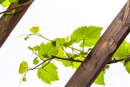 Grapevine on white backgroundの写真素材