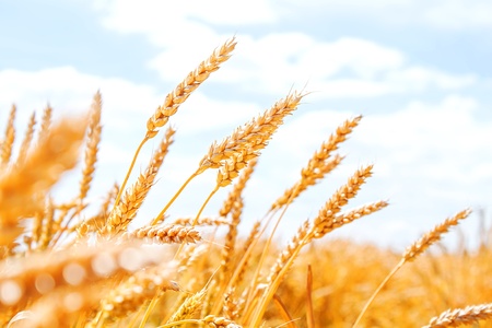 Gold wheat field and blue skyの写真素材
