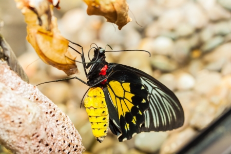 Big tropical butterflyの写真素材