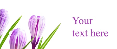 Crocus flower in the spring isolated on whiteの写真素材