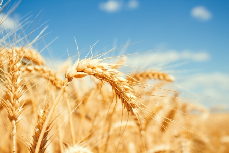 Gold wheat field and blue skyの写真素材