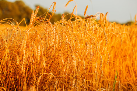 Gold wheat fieldの写真素材