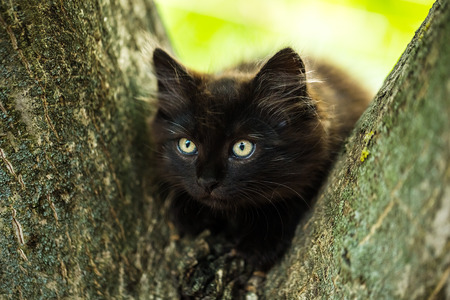 Black cat with green eyes up in a treeの写真素材