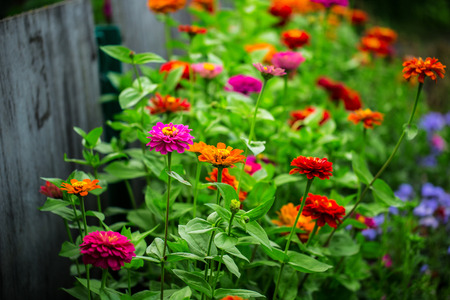 Flowers backgroundの写真素材