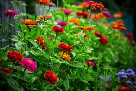 Flowers backgroundの写真素材