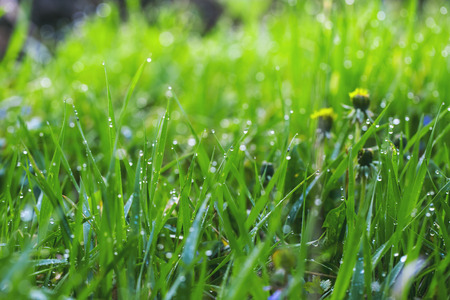 Close up of fresh thick grass with water drops in the early morningの写真素材