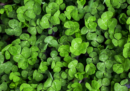 Green grass clover seamless texture