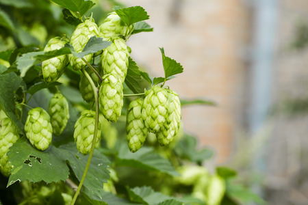 Green hops
