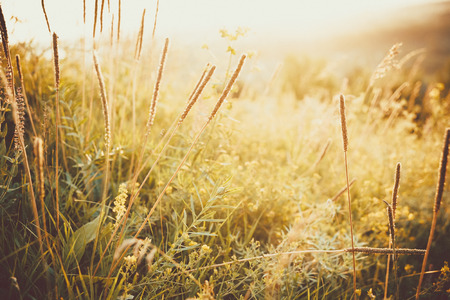 Beautiful rural landscape with sunrise over a meadow. Soft focus