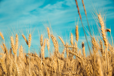 Gold wheat field and blue skyの写真素材