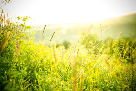 Beautiful rural landscape with sunrise over a meadow. Soft focus Beautiful rural landscape with sunrise over a meadow. Soft focus