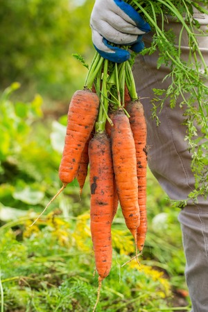 Harvesting carrots. Female hand with bunches of carrots with tops.の写真素材
