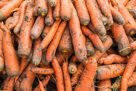 Carrot backgroundの写真素材