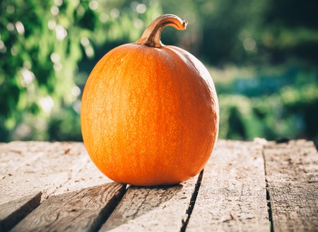 Pumpkins on rural landscape background.の写真素材