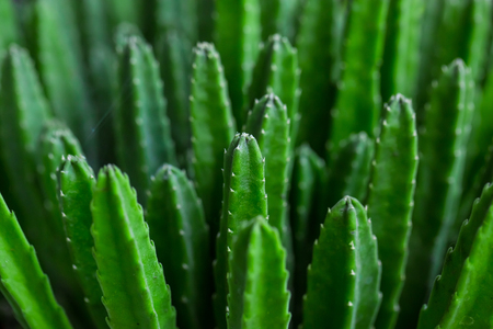 Cactus Specie Closeup Photo.の写真素材