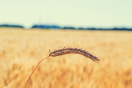 Gold wheat field and blue skyの写真素材