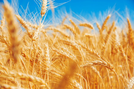 Gold wheat field and blue skyの写真素材