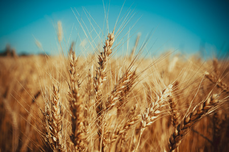 Gold wheat field and blue skyの写真素材