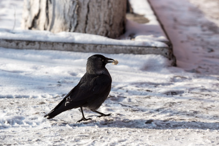Common raven (Corvus corax). Wild life animal.の写真素材