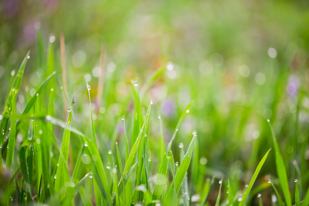 Fresh green grass with water drops on the background of sunlight beams. Soft focusの写真素材