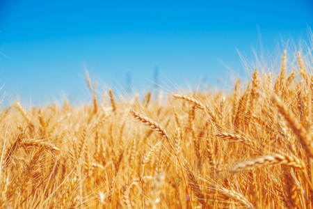 Gold wheat field and blue skyの写真素材