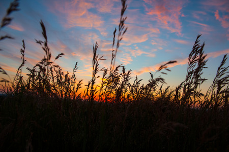 Dry spare of grass in sunset dawn. Soft focusの写真素材