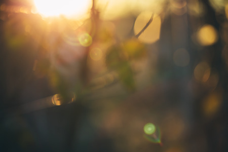 Gold desert in sunset, abstract bright blur background for web design, brown colorful background, blurred. shallow DOFの写真素材