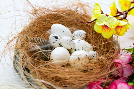 Beautiful Easter background with flowers and nest with eggs on white painted boardsの写真素材