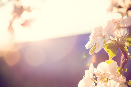 Beautiful blooming Apple trees in spring on a Sunny day. soft focus, natural blur