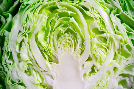 young cabbage. To cut a young cabbage. Green cabbage. To cook food. Fresh vegetables. To prepare the salad. Cabbage soup diet. Benefits of cabbage.の写真素材
