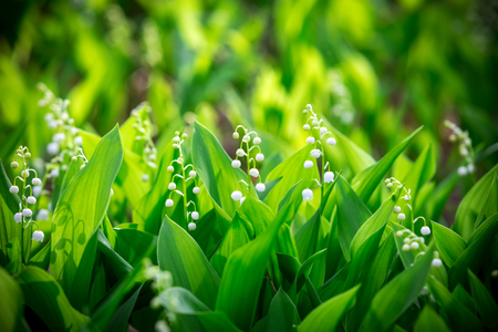 beautiful Forest landyshi- thick fragrant thickets of delicate flowers against a background of pine forest  In Ukraine, it is rare flowers, they are protected by lawの写真素材