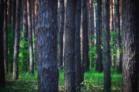 Beautiful morning pine forest in spring with green grass