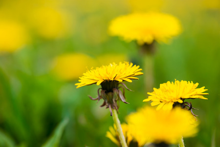 Yellow dandelions on the green fieldの写真素材