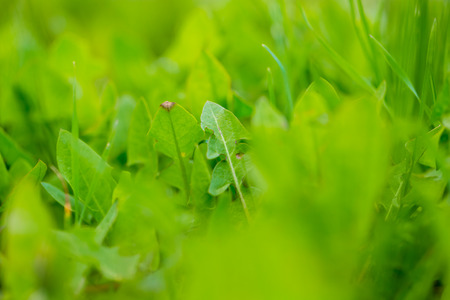Fresh green rocket salad fieldの写真素材