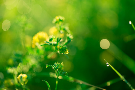 Morning landscape sunrise in the meadow, on the grass and flowers of the drops of dew.