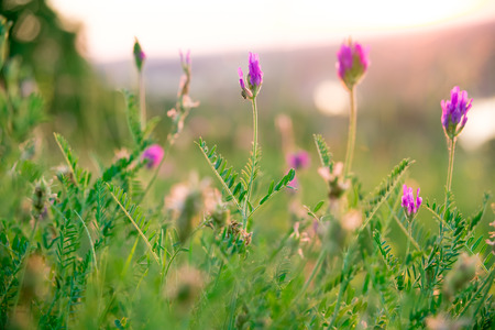 Beautiful landscape with the wilderness of herbs and pink wildflowers.