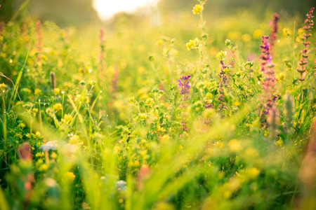 Beautiful rural landscape with sunrise over a meadow.の写真素材