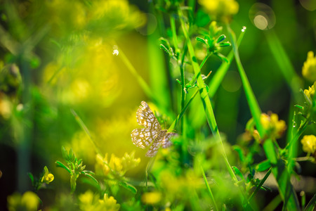 Butterfly with outstretched wings on Fresh green grass and yellow wildflowersの写真素材