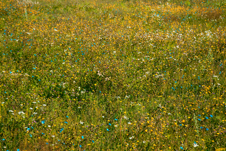 The beautiful natural landscape of summer flowers on the meadow at dawnの写真素材